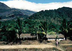 Inmitten des üppigen Nebelwaldes Südindiens Inmitten des üppigen Nebelwaldes Südindiens